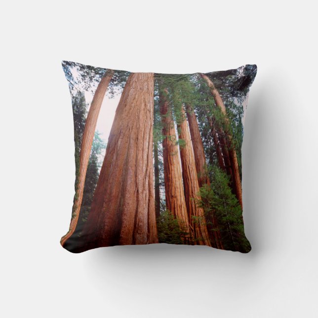 Old-growth Sequoia Redwood trees Cushion (Front)