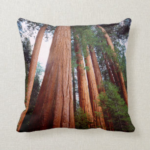 Old-growth Sequoia Redwood trees Cushion