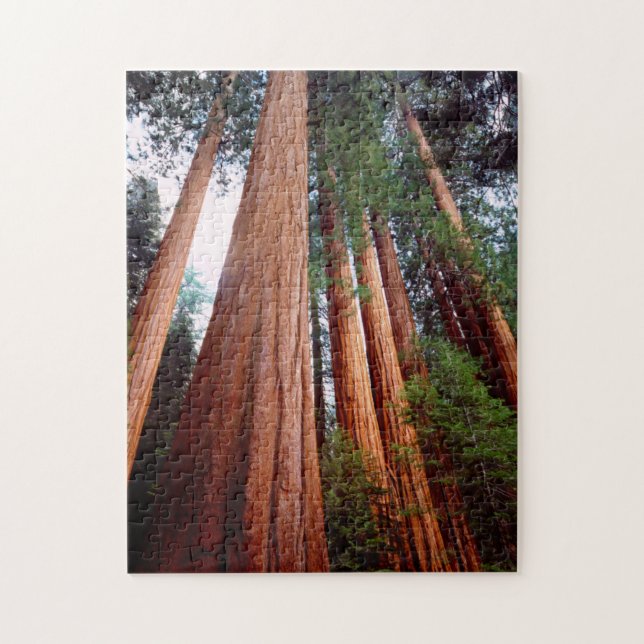 Old-growth Sequoia Redwood trees Jigsaw Puzzle (Vertical)