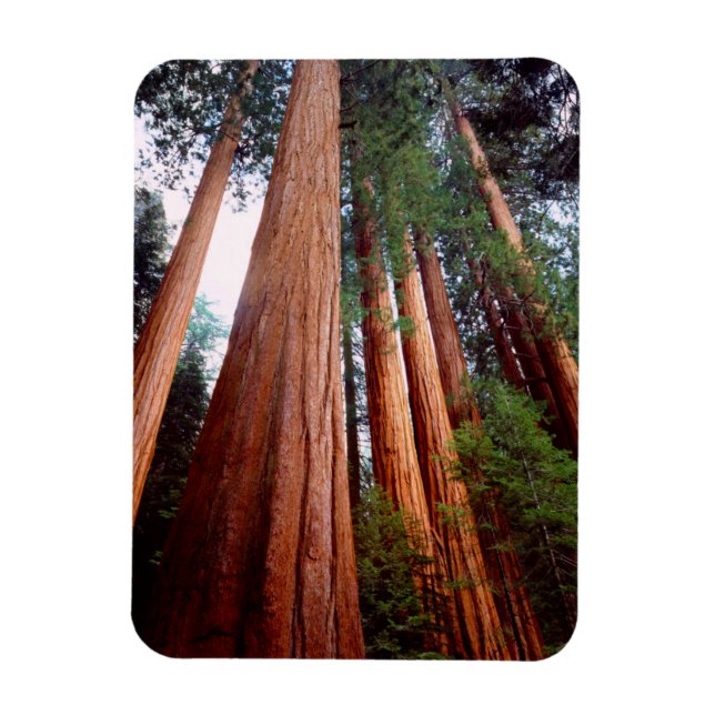 Old-growth Sequoia Redwood trees Magnet (Vertical)