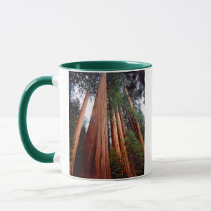 Old-growth Sequoia Redwood trees Mug