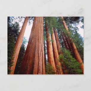 Old-growth Sequoia Redwood trees Postcard