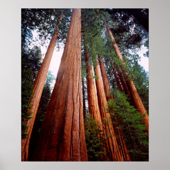 Old-growth Sequoia Redwood trees Poster (Front)
