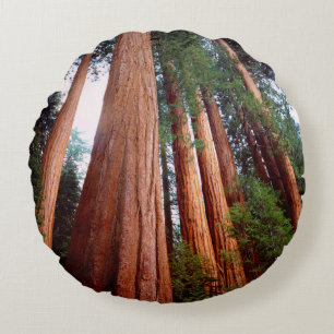 Old-growth Sequoia Redwood trees Round Cushion