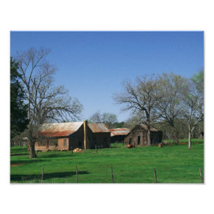 Old Homestead Photo