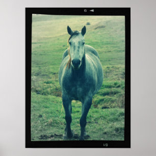 Old Horse Photo On Film Digital Art Poster