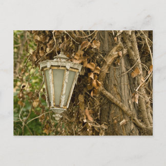 Old Lamp Hanging On Tree Postcard