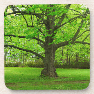 Old Linden Tree Coaster