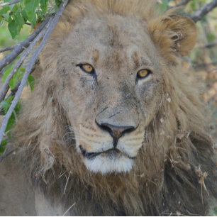Old Lion Hanging Out. Trucker Hat