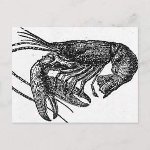 Old Lobster Drawing Postcard