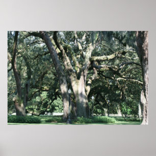 OLD LOUISIANA OAK TREE POSTER
