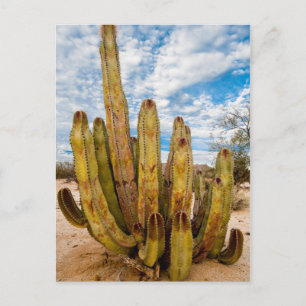 Old Man Cactus portrait, Mexico Postcard
