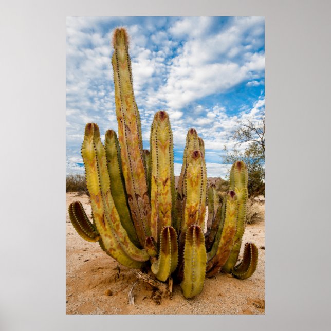 Old Man Cactus portrait, Mexico Poster (Front)