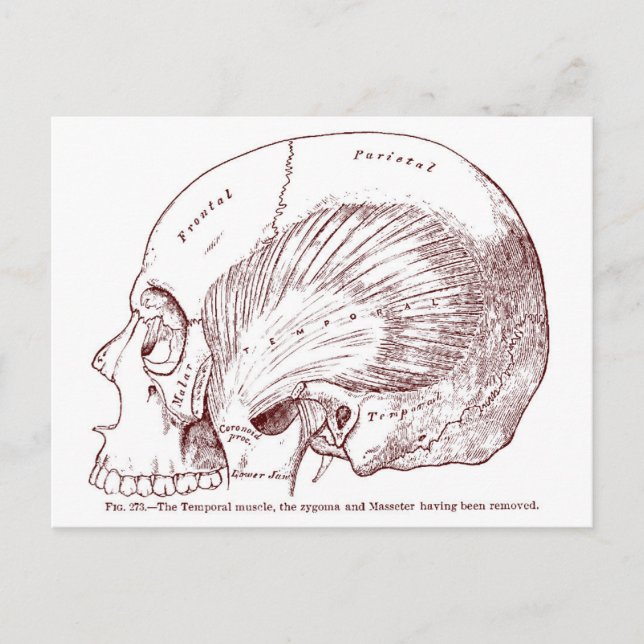 Old Medical Drawing Temporal Muscle Postcard (Front)