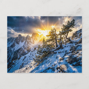Old mountain pine in dramatic winter light postcard