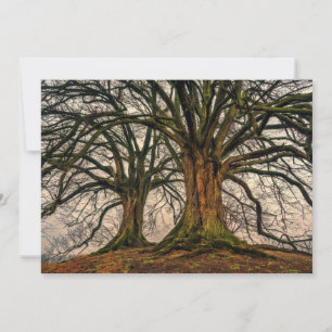 Old Oak Tree in Winter