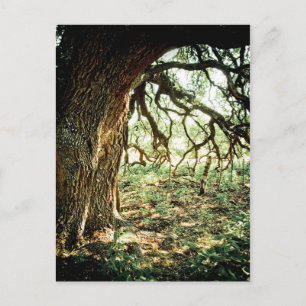 Old Oak Tree Postcard