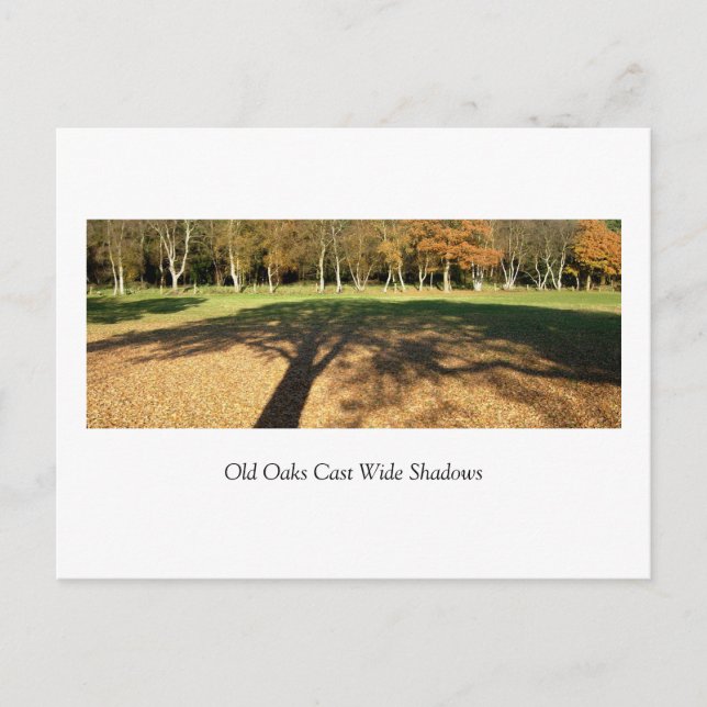 Old Oaks Cast Wide Shadows Postcard (Front)