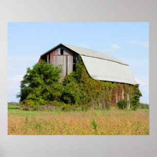 Old Overgrown Barn in New York State Poster