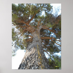 Old Pine Poster