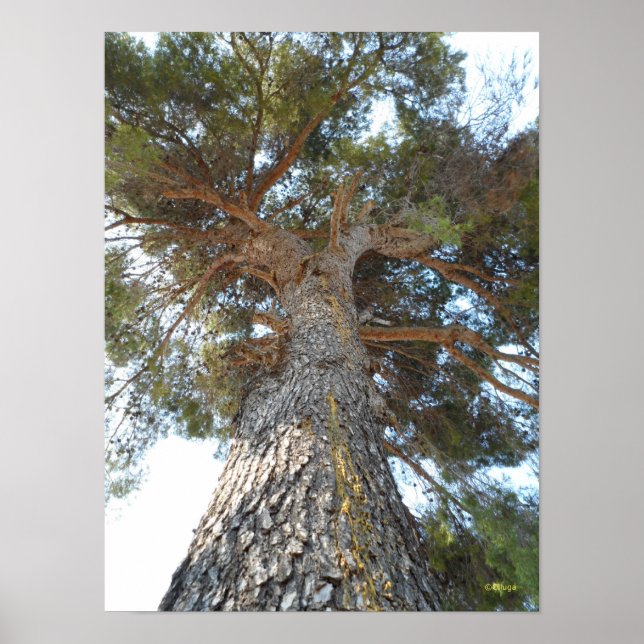 Old Pine Poster (Front)