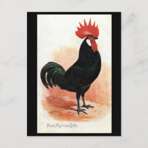 Old Postcard - A Black Minorca Cock