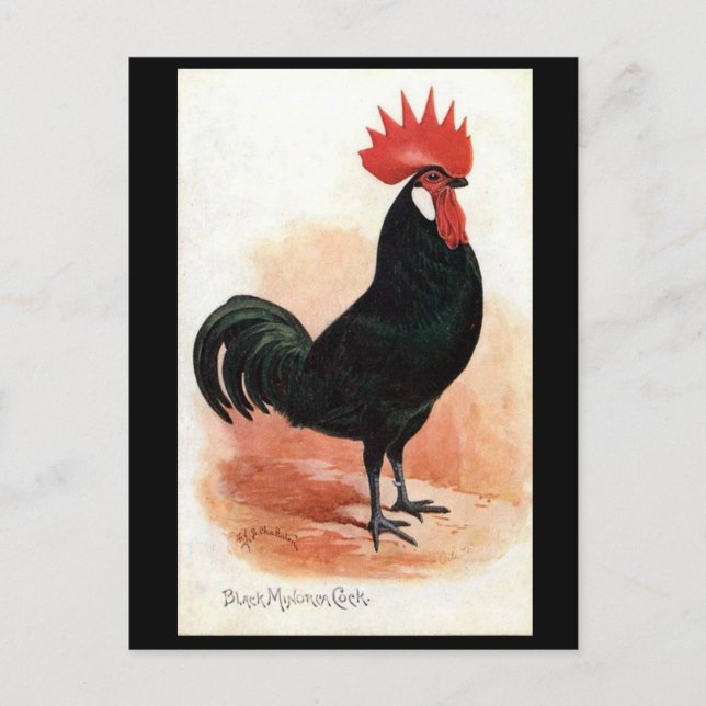 Old Postcard - A Black Minorca Cock (Front)