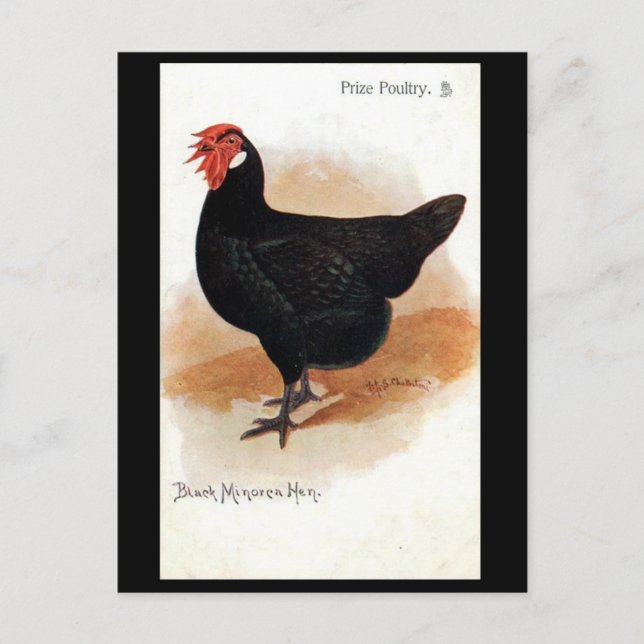 Old Postcard - Black Minorca Hen (Front)