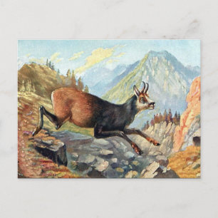 Old Postcard - Chamois Goat