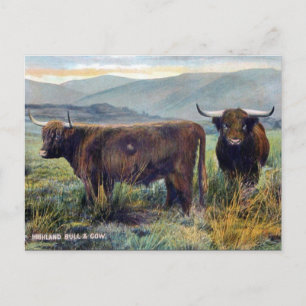 Old Postcard - Highland Cattle