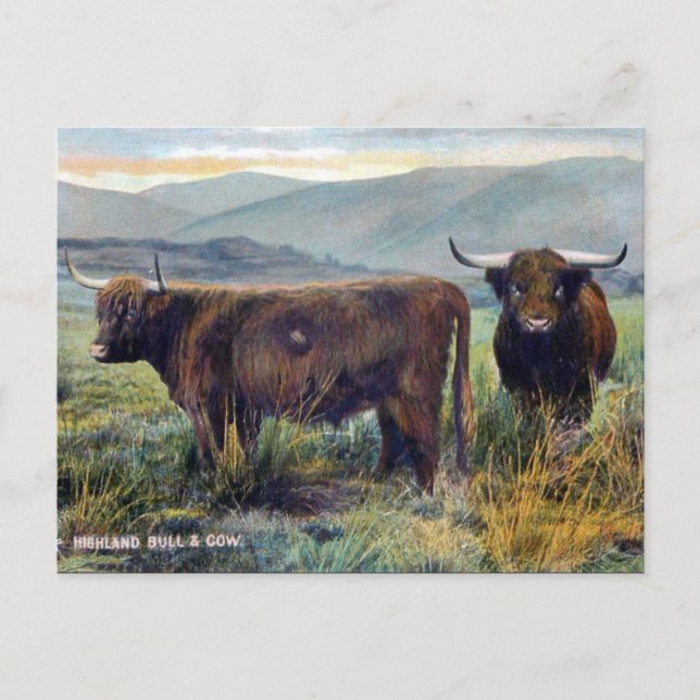 Old Postcard - Highland Cattle (Front)