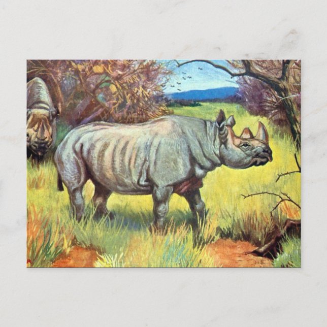 Old Postcard - Rhinoceros (Front)