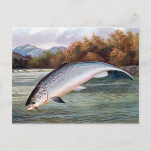 Old Postcard - Salmon