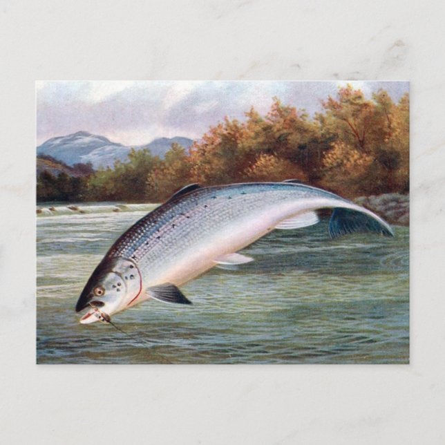 Old Postcard - Salmon (Front)