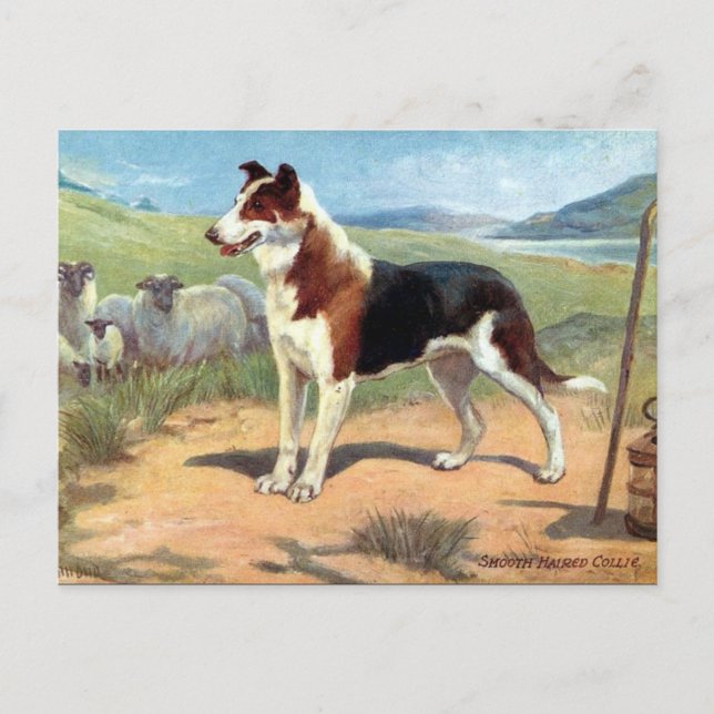 Old Postcard - Smooth Haired Collie (Front)