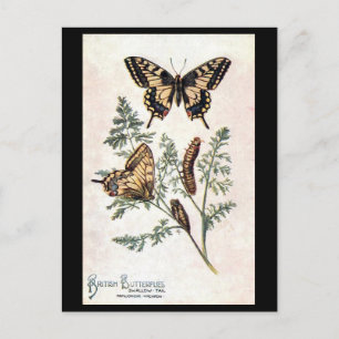 Old Postcard - Swallow Tail