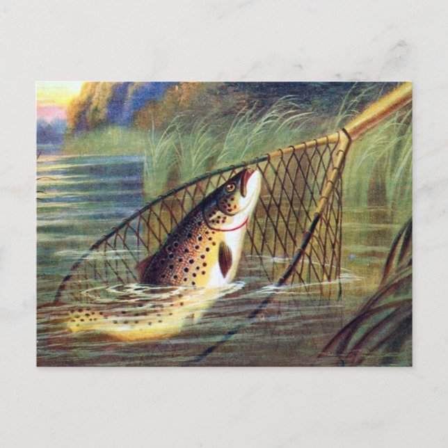 Old Postcard - Trout (Front)