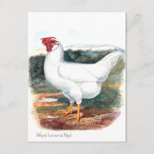 Old Postcard - Whire Leghorn Hen
