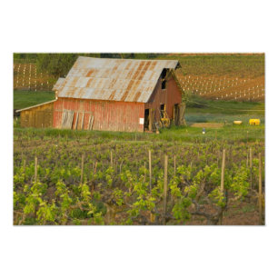Old red barn at the edge of Zinfandel vineyard Photo Print