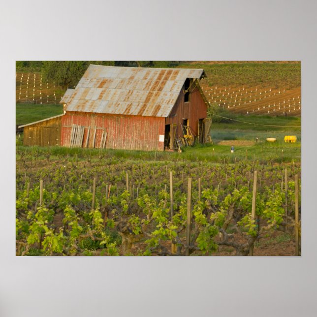 Old red barn at the edge of Zinfandel vineyard Poster (Front)