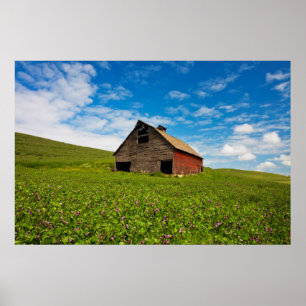 Old, red barn in field of chickpeas poster