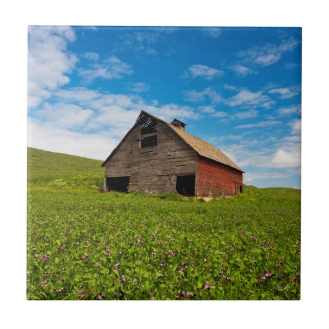 Old, red barn in field of chickpeas tile (Front)