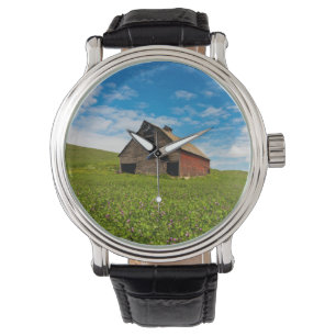Old, red barn in field of chickpeas watch