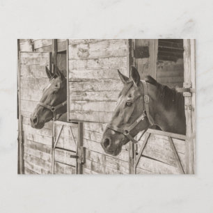 old stable horses postcard