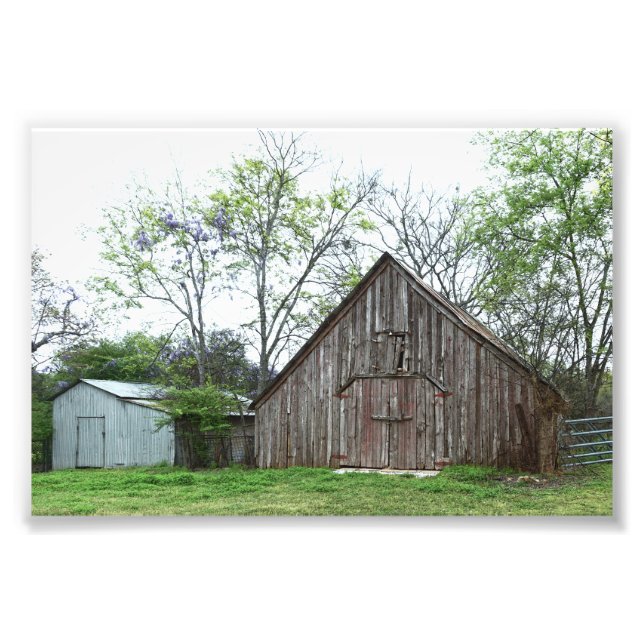 Old Texas Barn and Shed Photo Print (Front)