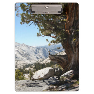 Old Tree at Yosemite National Park Clipboard