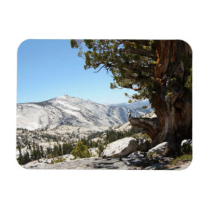 Old Tree at Yosemite National Park Magnet