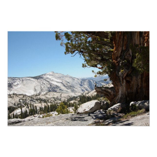 Old Tree at Yosemite National Park Poster (Front)