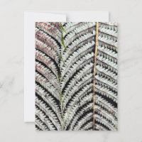 Old Tree Fern Frond