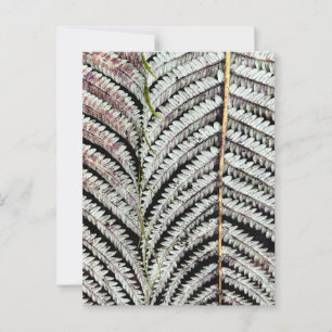 Old Tree Fern Frond Postcard
